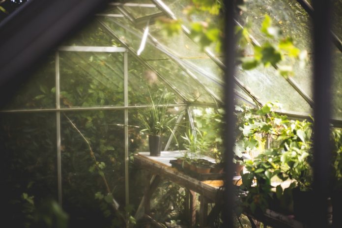 Do I Need a Greenhouse?