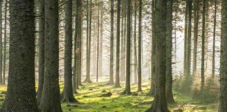 woodland investment