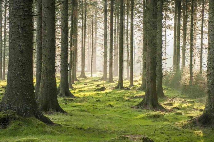 woodland investment woodland investment