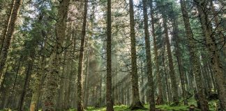 Sustainable wood
